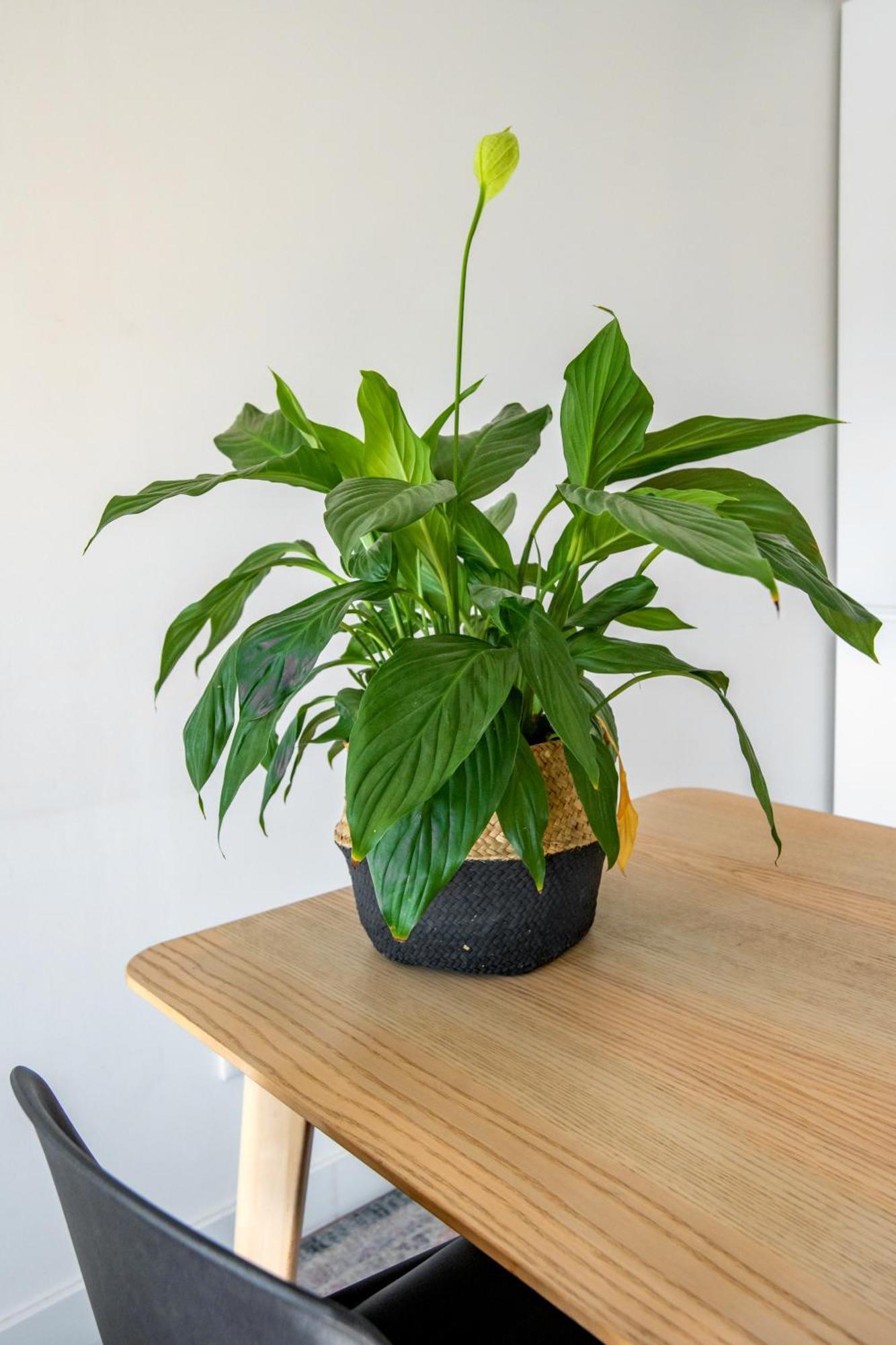 Bright Apartment In ลิสบอน ภายนอก รูปภาพ
